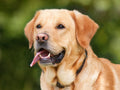 Volledige behandeling grote hond
