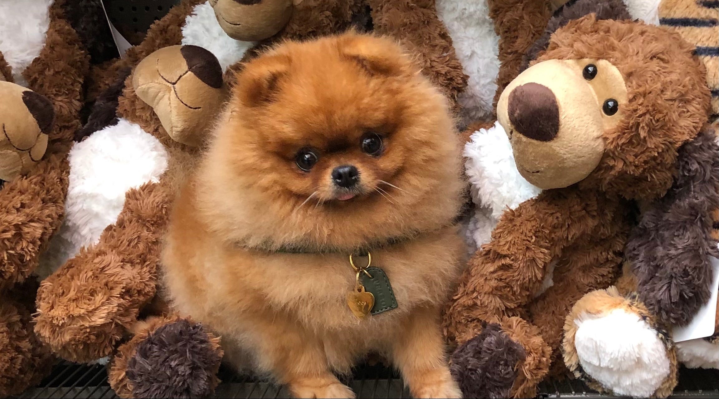 Pomeranian behandeling