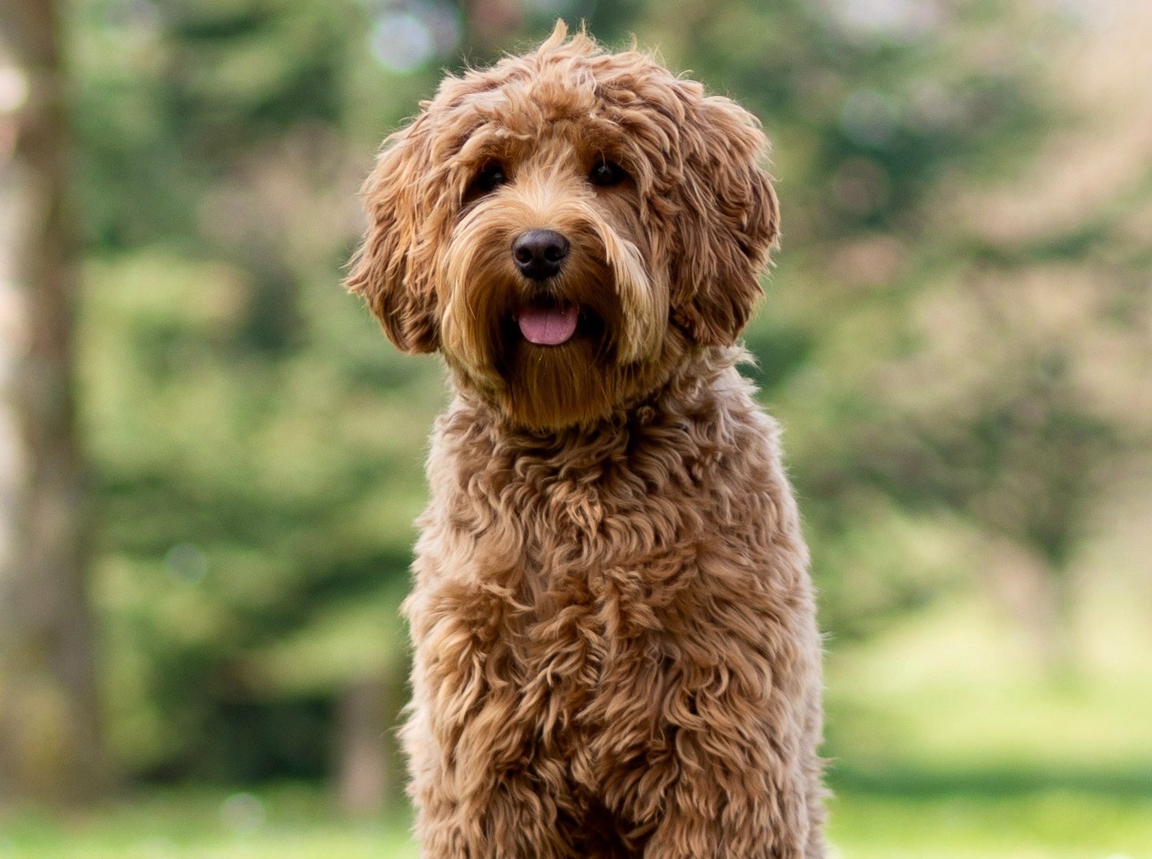 Labradoodle behandeling groot
