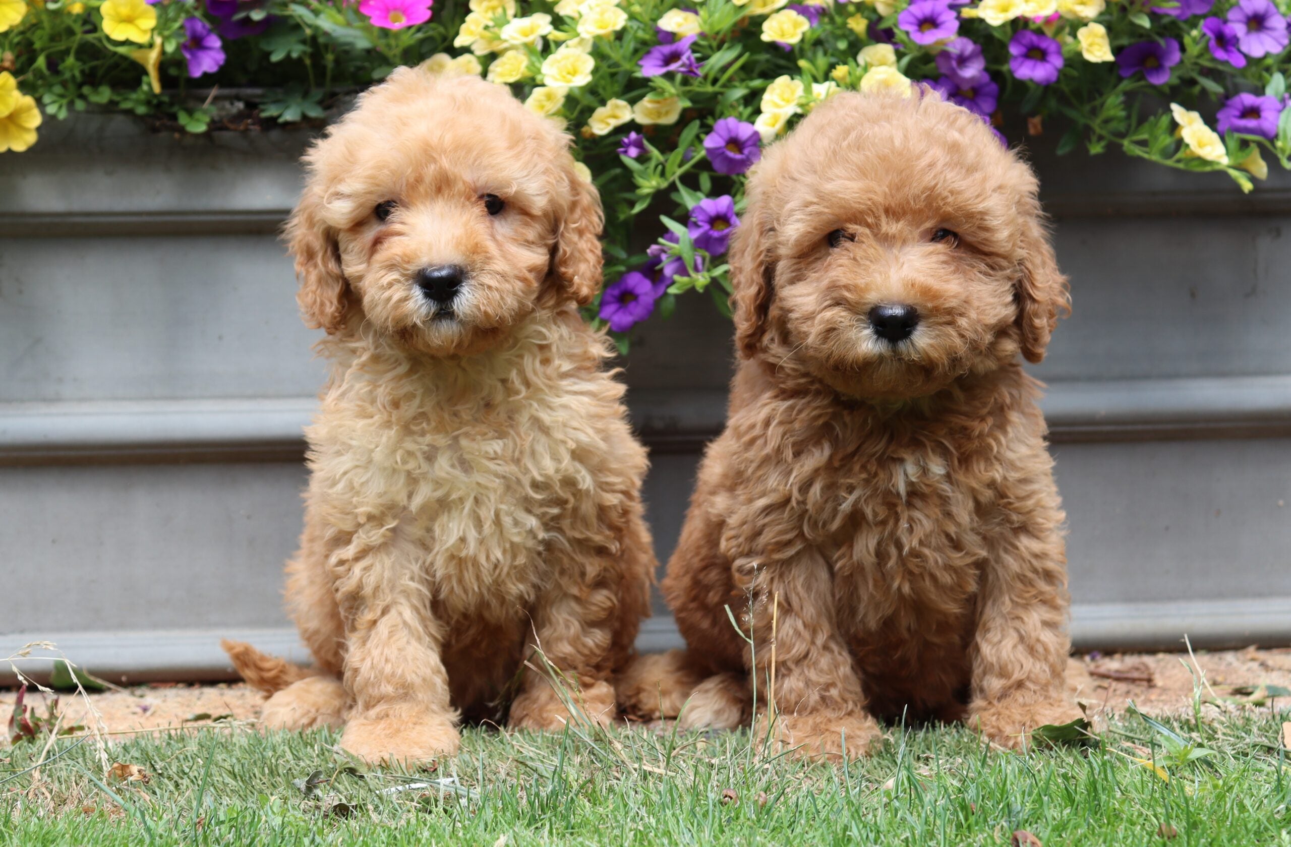 Labradoodle behandeling mini