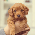 Puppy behandeling