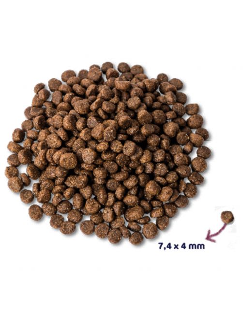 Renske Puppy Kip & Lam