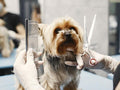 Volledige behandeling kleine hond