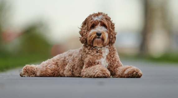 Labradoodle behandeling medium